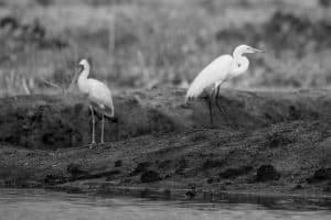 Graceful Elegance - Meet Tanzania’s Egrets