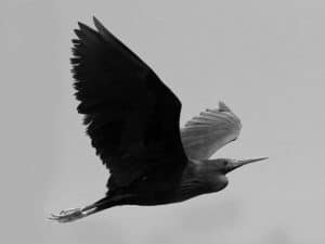 Guardians of the Shadows - Protecting the Black Heron in Tanzania