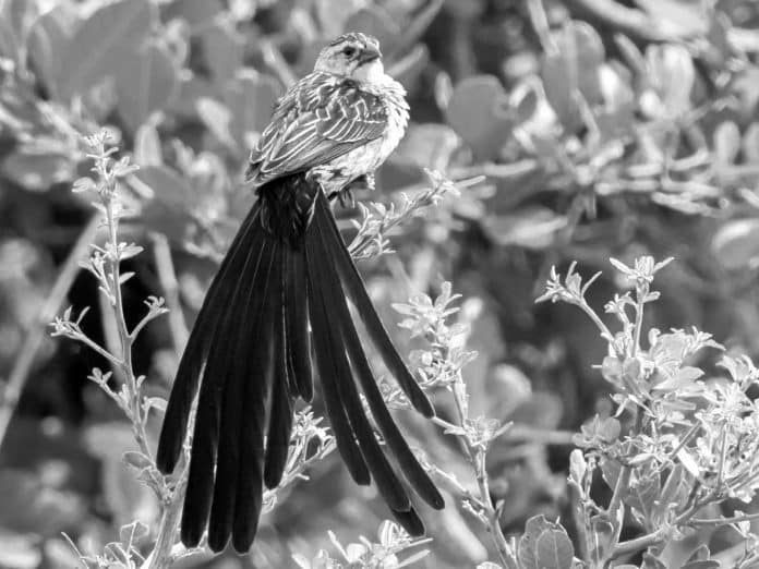 Guide to Jackson’s Widowbird - Tanzania’s Endemic Avian Marvel