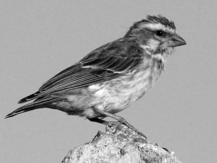 Guide to Reichenow’s Seedeater - Tanzania’s Avian Specialist