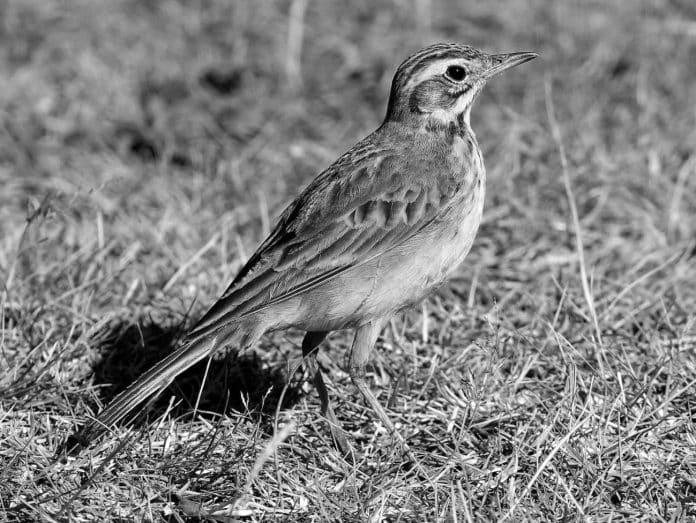 Guide to the African Pipit - Tanzania’s Ground-Dwelling Avian Resident