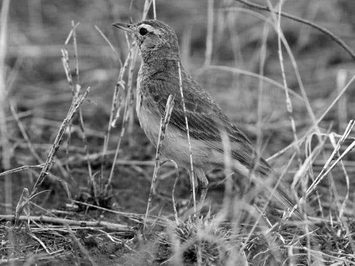 Guide to the Buffy Pipit - Tanzania’s Subtle Avian Beauty