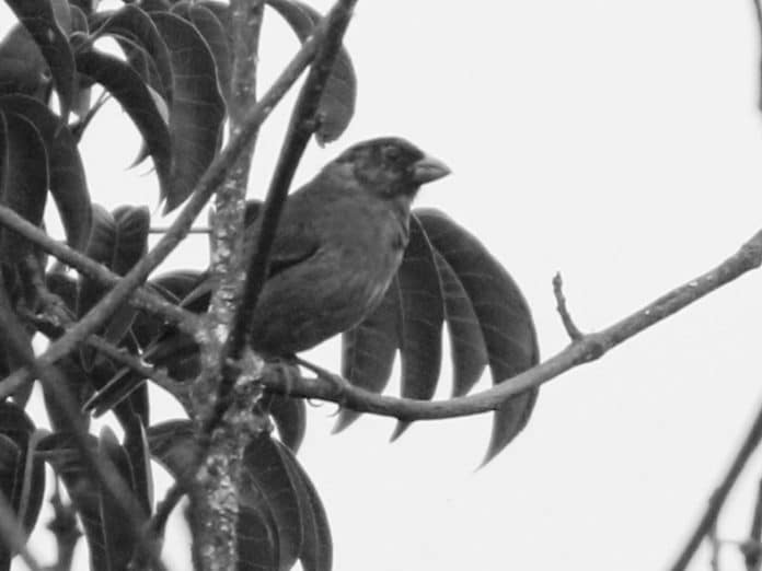 Birdwatching Guide - Top Spots for the Rosy-Throated Longclaw in Tanzania