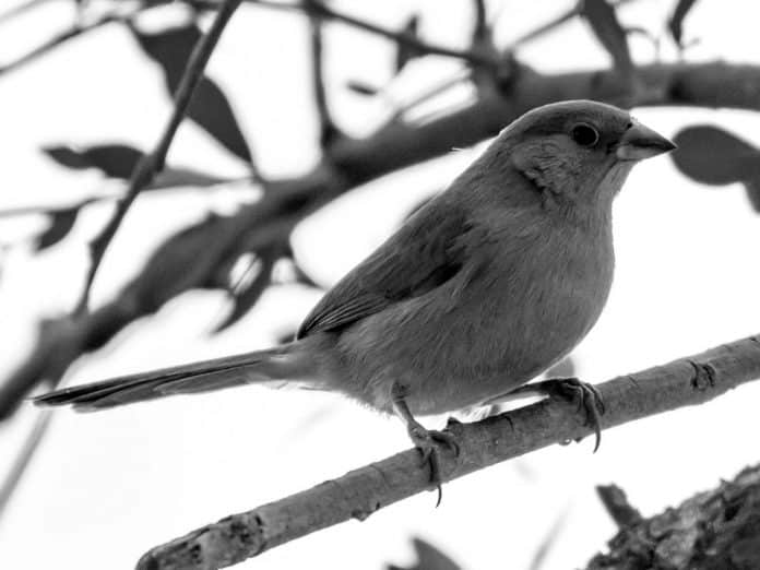 Guide to the Red-Cheeked Cordonbleu - Tanzania’s Colorful Avian Resident