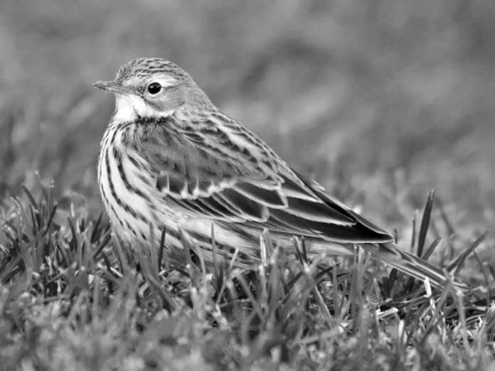 Guide to the Red-Throated Pipit - Tanzania’s Colorful Avian Resident]