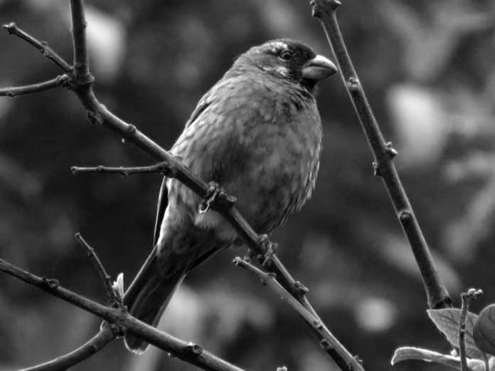 Guide to the Thick-Billed Seedeater - Tanzania’s Avian Beaked Marvel