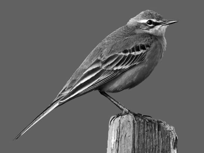 Guide to the Western Yellow Wagtail - Tanzania’s Avian Wanderer