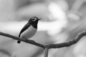 Hidden Gems - Jameson’s Wattle-Eye Habitat in Tanzania