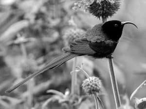 In Flight - Celebrating the Golden-Winged Sunbird