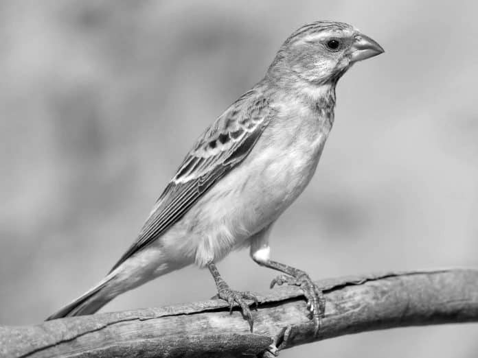 Insights into the Black-Throated Canary - Tanzania’s Avian Beauty