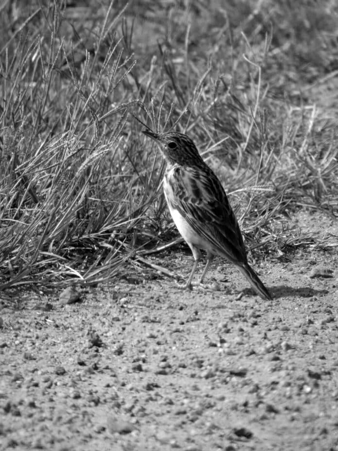 Insights into the Bush Pipit Tanzania’s Ground-Dwelling Avian Specialist