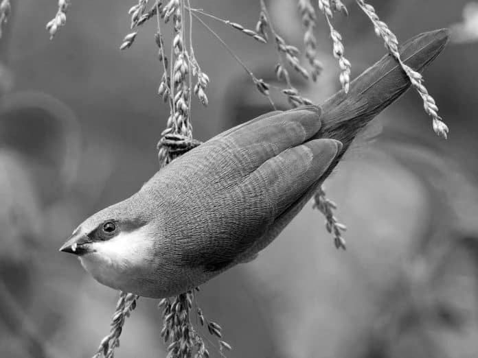 Insights into the Crimson-Rumped Waxbill - Tanzania’s Colorful Avian Resident