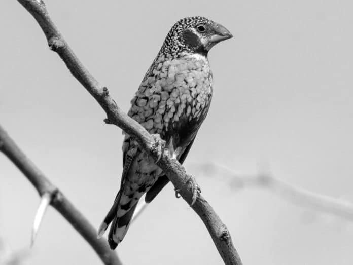 Insights into the Cut-Throat - Tanzania’s Striking Avian Beauty