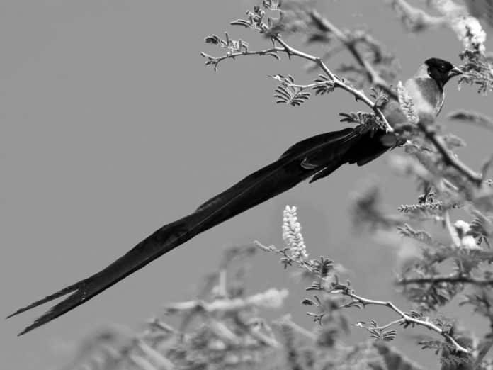 Insights into the Eastern Paradise-Whydah Tanzania’s Avian Jewel