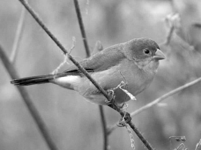 Insights into the Fawn-Breasted Waxbill - Tanzania’s Delicate Avian Beauty