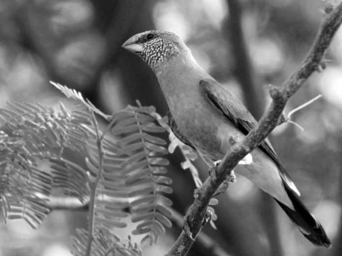 Insights into the Gray-Headed Silverbill - Tanzania’s Subtle Avian Beauty