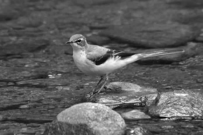 Insights into the Gray Wagtail - Tanzania’s Subtle Avian Beauty