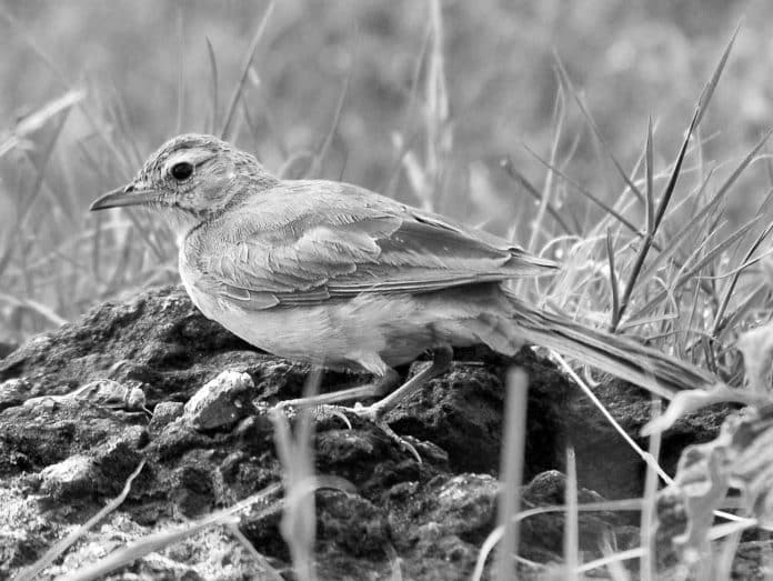 Insights into the Plain-Backed Pipit Tanzania’s Subtle Avian Beauty