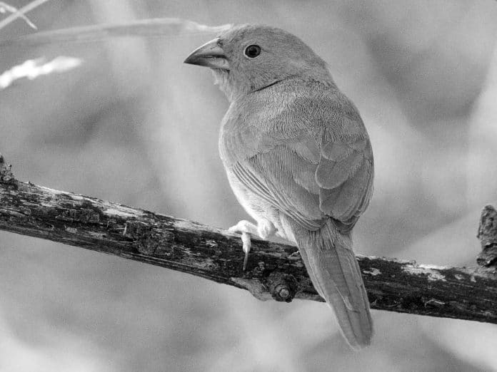 Insights into the Southern Cordonbleu - Tanzania’s Elegant Avian Dancer