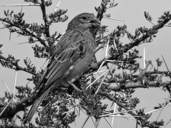 Insights into the Southern Grosbeak-Canary - Tanzania’s Avian Songster