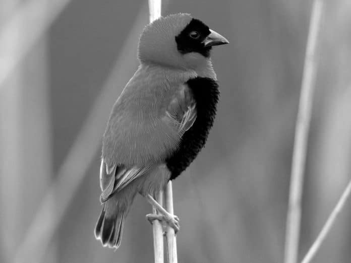 Insights into the Southern Red Bishop - Tanzania’s Vibrant Avian Resident