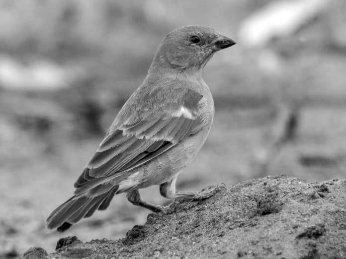 Insights into the Swahili Sparrow - Tanzania’s Coastal Avian Resident