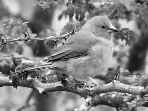 Join the Cause - Conservation Efforts for Tanzania’s Southern Cordonbleu