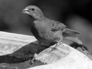 Join the Cause - Conservation Efforts for the Brimstone Canary