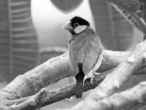 Join the Cause - Conservation for Java Sparrows in Tanzania