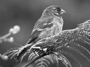 Join the Cause - Conservation of the Thick-Billed Seedeater