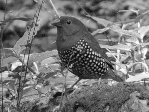 Join the Effort - Conservation for the Green-Backed Twinspot in Tanzania