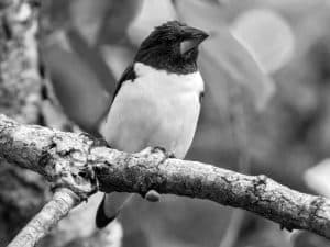 Join the Effort - Conservation for the Magpie Mannikin in Tanzania