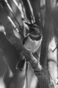 Life Cycle - Breeding of the Brown-Throated Wattle-Eye in Tanzania