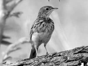 Life Cycle - Bush Pipit’s Breeding in Tanzania