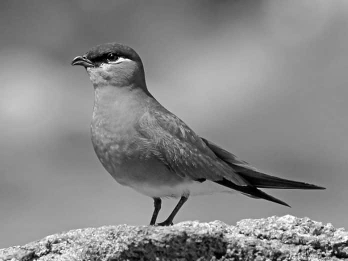 Madagascar Pratincole in Tanzania - Migratory Marvels Embellishing the Southern Landscape