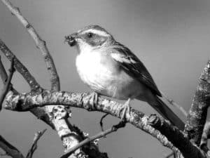 Meet Cabanis’s Bunting - Tanzania’s Enchanting Songbird