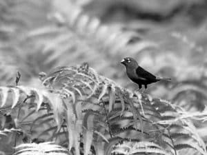 Meet the Black-Bellied Seedcracker- A Tanzanian Avian Treasure