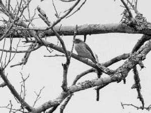 Meet the Black-Eared Seedeater Tanzania’s Hidden Gem