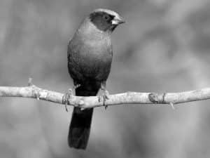 Meet the Black-Faced Waxbill - A Tanzanian Beauty