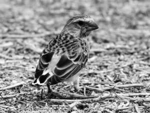 Meet the Black-Throated Canary - Tanzania’s Elegant Bird