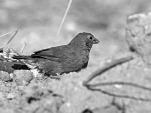 Meet the Brown Firefinch - Tanzania’s Feathered Beauty