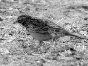 Meet the Bush Pipit - Tanzania’s Ground-Dwelling Specialist