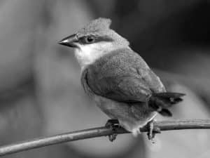 Meet the Crimson-Rumped Waxbill - A Tanzanian Avian Treasure