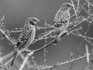 Meet the Cut-Throat - Tanzania’s Unique Avian Beauty