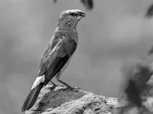 Meet the Gray-Headed Silverbill - An Avian Beauty in Tanzania