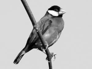 Meet the Java Sparrows - Exquisite Birds of Tanzania