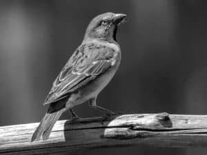 Meet the Kenya Rufous Sparrow - Tanzania’s Rare Visitor