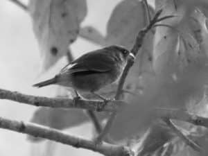 Meet the Oriole Finch - Tanzania’s Melodic Marvel