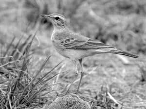 Meet the Plain-Backed Pipit - Subtle Beauty in Tanzania