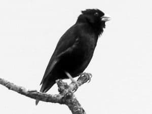 Meet the Purple Indigobird - Tanzania’s Fascinating Avian